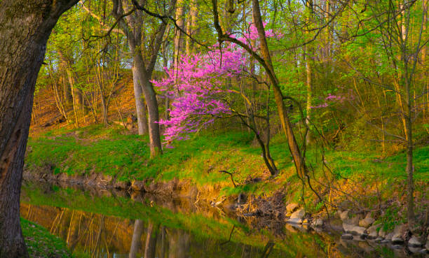 istock Tree-Redbud along a creek-Howard County Indiana 1434141769