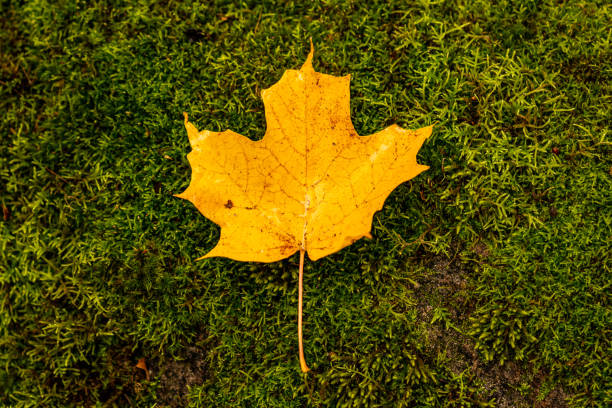 Yellow maple leaf against a green background. Green moss on a rock on Gatineau Park, Quebec.