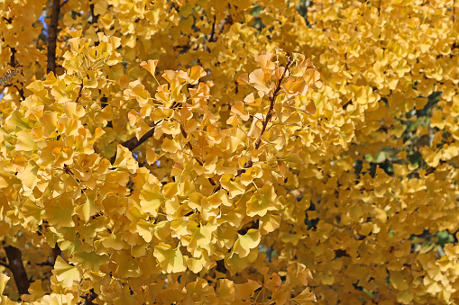 Ginkgo biloba tree in autumn time