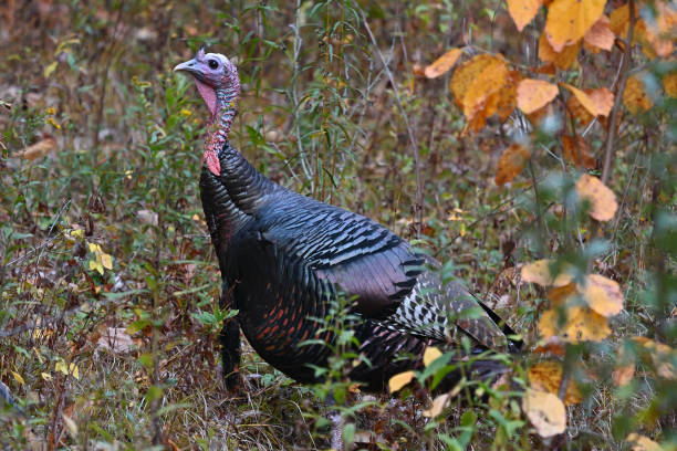istock Turkey in the weeds 1434143819