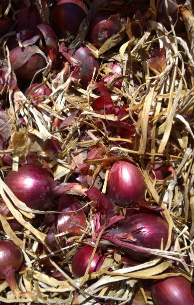 Fresh Red Onions stock photo