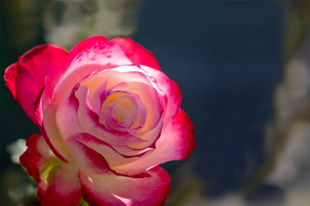 luxury rose. white petals with red edges. close-up, copy space - hybrid tea rose imagens e fotografias de stock