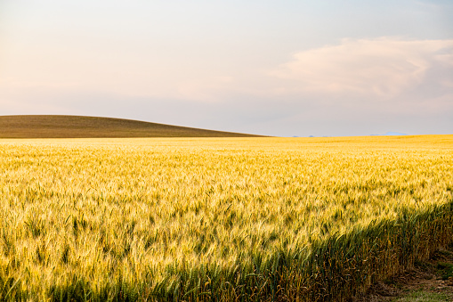 A field of ripe wheat ready for harvesting in springtime in the Overberg region of South Africa.