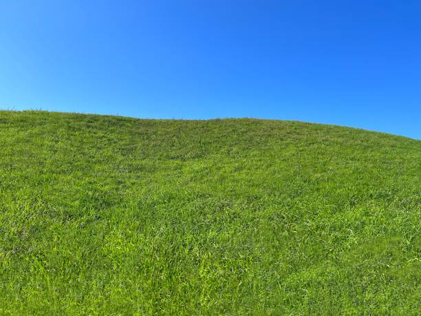 istock Green grass field and blue sky. 1434148122