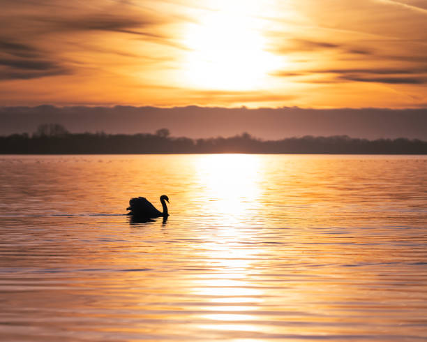 istock Golden Hour on the Lake 1434148136