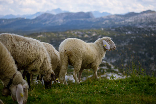 istock Mountain sheep graze on the top of the Dachstein. 1434148165