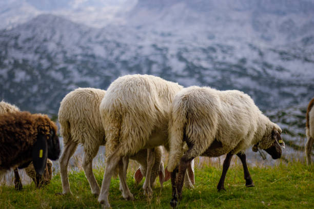 istock Mountain sheep graze on the top of the Dachstein. 1434148181