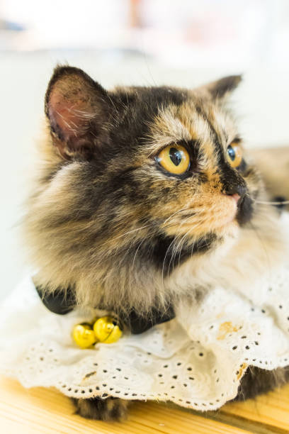 istock cat lying on the wooden floor 1434148336
