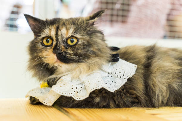 istock cat lying on the wooden floor 1434148514
