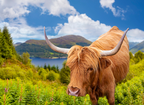 Scottish long hair Highland Bull in Highlands Scotland UK in United Kingdom, photomount