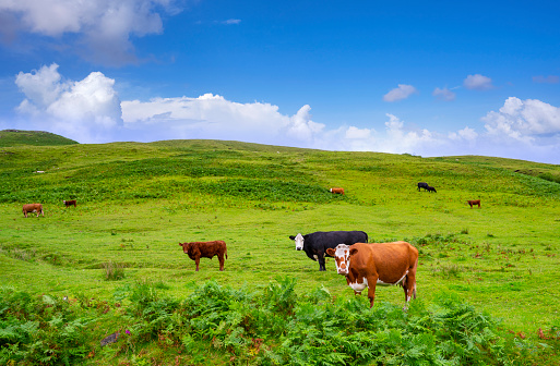 Skye island Scottish Highland Bulls grazing in Highlands Scotland UK in United Kingdom