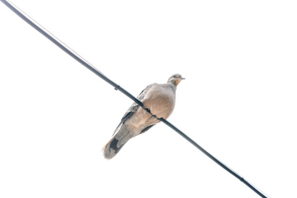 istock A long-necked, slender-looking pigeon on a white background is sitting on a wire 1434151010