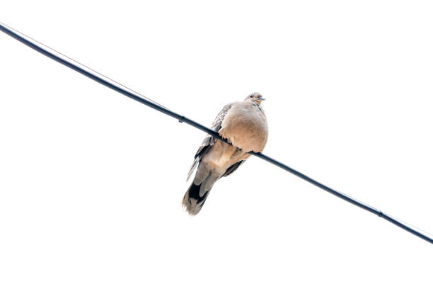 istock On a white background, a pigeon with a short neck and a fat look is sitting on a wire 1434151021