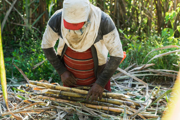 istock Agricultural worker harvesting sugar cane 1434153166