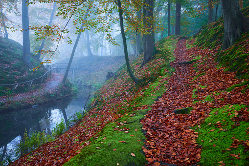 Fairytale autumn forest during a foggy morning. There is a footpath towards a wooden bridge. The leaves are colored red yellow and green. A small water goes under the bridge. The ground is covered with moss and leaves.