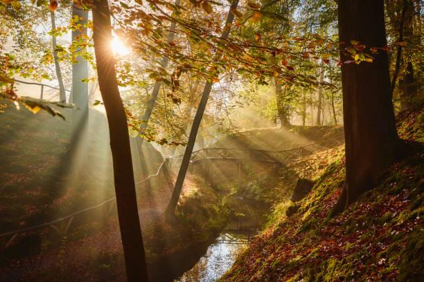 istock Fairytale autumn forest during a foggy morning. 1434153188