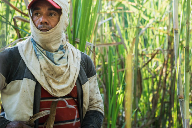 istock Agricultural worker harvesting sugar cane 1434153189