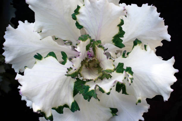 grünkohl, besondere dekorative kohlsorte - flower cabbage kale edible flower stock-fotos und bilder