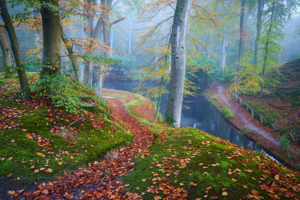 Fairytale autumn forest during a foggy morning. There is a footpath towards the water. The leaves are colored red yellow and green. The ground is covered with moss and leaves.