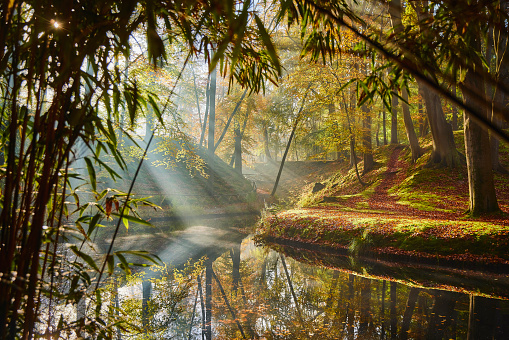 Fairytale autumn forest during a foggy morning. The sun's rays shine through the trees. There is a footpath towards a wooden bridge. The leaves are colored red yellow and green.The trees and the sky reflect beautifully in the stagnant water of the lake. The ground is covered with moss and leaves. There are some loose leaves floating in the water of the lake.