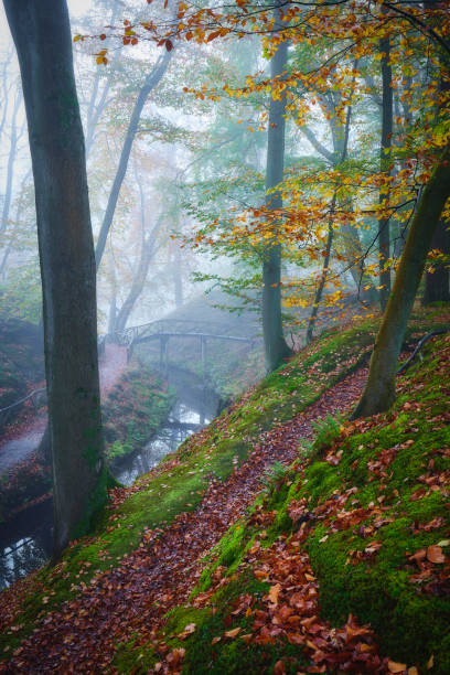 Fairytale autumn forest during a foggy morning. There is a footpath towards a wooden bridge. The leaves are colored red yellow and green. A small water goes under the bridge. The ground is covered with moss and leaves.