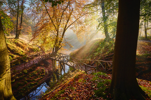 Fairytale autumn forest during a foggy morning, the sun's rays shine through the trees. There is a footpath towards a wooden bridge. The leaves are colored red yellow and green. A small water goes under the bridge. The ground is covered with moss and leaves.