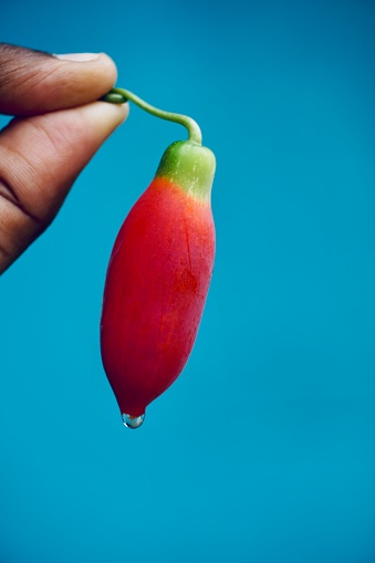 Closeup of fruit in holded in human finger.