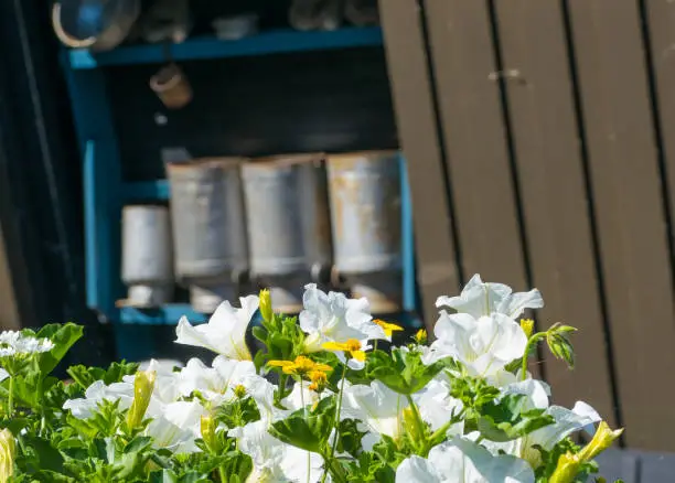 Photo of Flowers in Front of Milk Cans