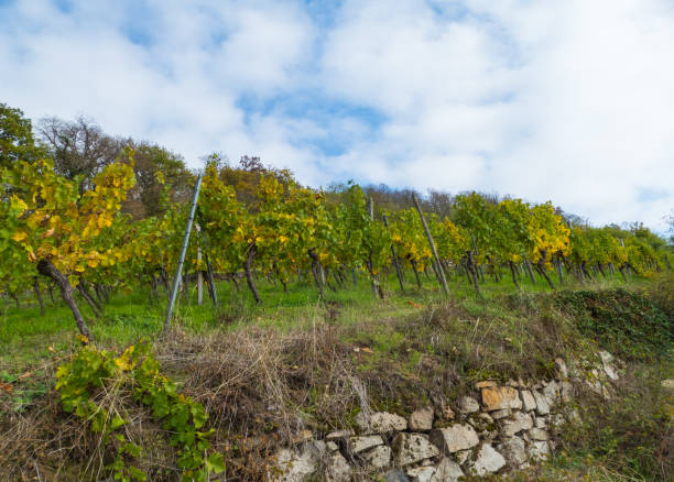 istock Vines on Vineyard in Autumn 1434154838