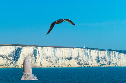 Dolphin and Seagull in Front of Cliff Coastline Dover England