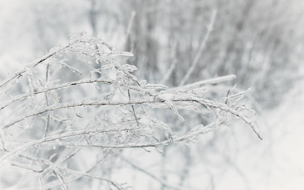 istock Branches of a deciduous grass, bushes covered with ice crust after freezing rain, fragment, background 1434158824