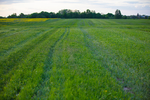 Green grass texture background with shallow depth of field.