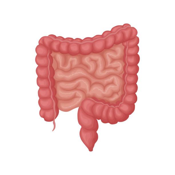 The human intestine. The anatomy of the human intestine. The internal organ of a person. Vector illustration isolated on a white background The human intestine. The anatomy of the human intestine. The internal organ of a person. Vector illustration isolated on a white background. jejunum stock illustrations