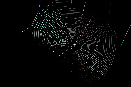 A web woven by a spider on a black background.
