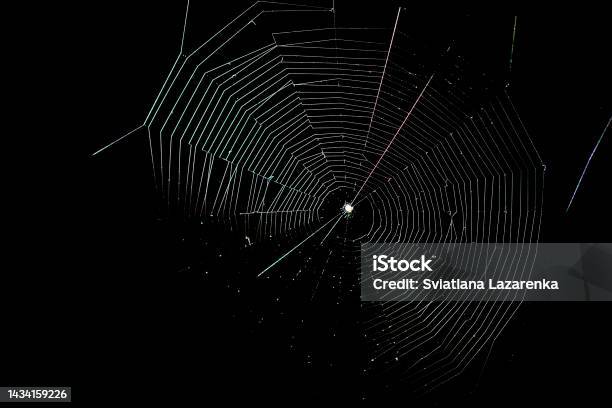A Web Woven By A Spider On A Black Background Stock Photo - Download Image Now - Spider Web, Textured, Abstract
