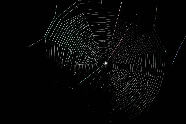 Photo of A web woven by a spider on a black background.
