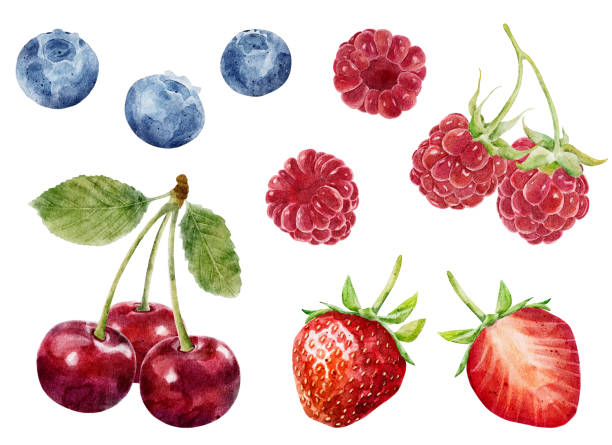 istock Set of watercolor berries - strawberry, cherry, blueberry and raspberry isolated on white background. 1434159471