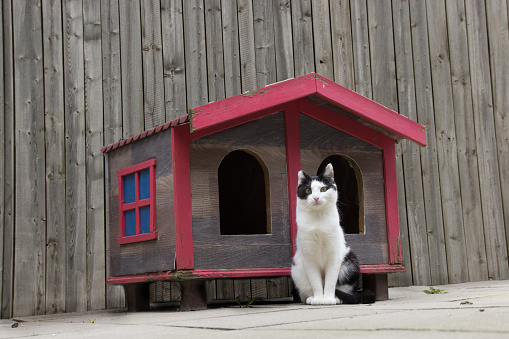 black and white cat sitting in front of her own hut in backyard looking into camera