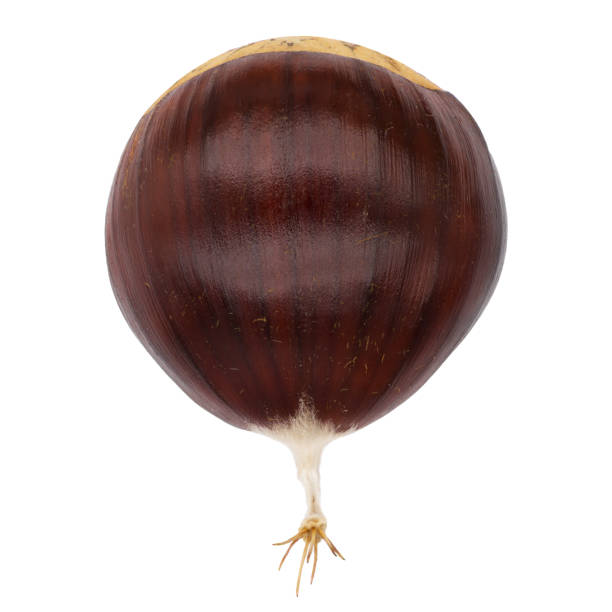 Brown chestnut on white Single brown raw chestnut (Castanea) with tail high angle view on isolated white background chestnut isolated single object autumn stock pictures, royalty-free photos & images