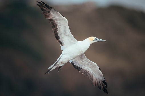 A Northern gannet flying with a blurry mountain in the background.