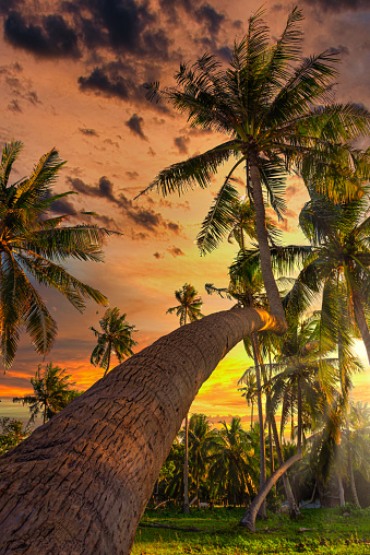 Silhouette coconut palm trees on beach at sunset. Vintage tone.