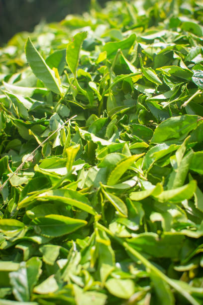A close up of tea leaves growing in the Azores, Portugal.