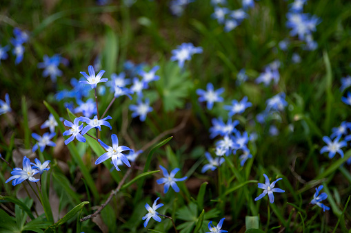 Siberian Squill flowers, spring flowering ground cover plants in the UK.