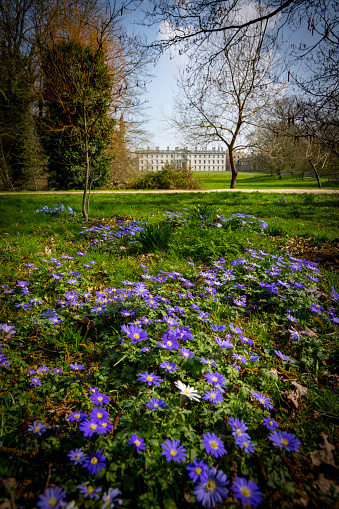 Springtime at Hyde Park in City of Westminster, London, with people strolling in the background.