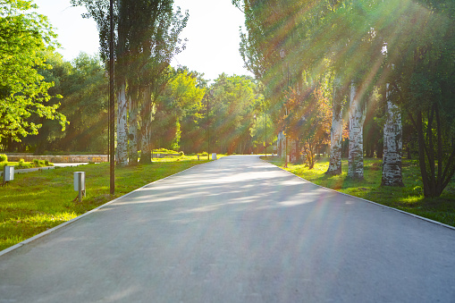 The road way in the city park with trees and grass