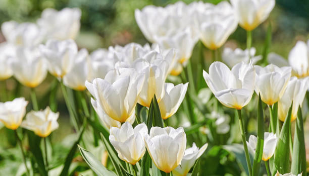 istock White tulips in my garden 1434165960