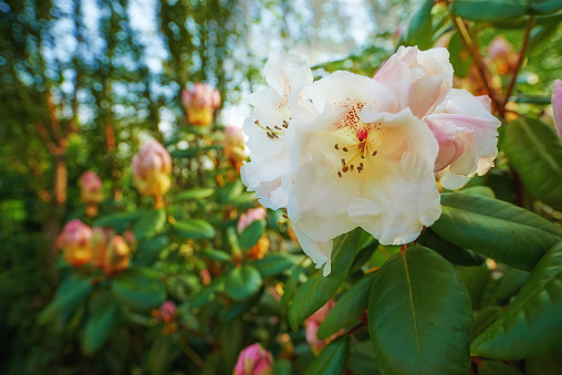 Rhododendron is a genus of 1,024 species of woody plants in the heath family, either evergreen or deciduous, and found mainly in Asia, although it is also widespread throughout the Southern Highlands of the Appalachian Mountains of North America.