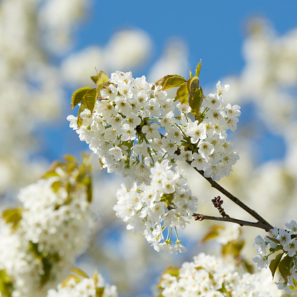 Apple blossoms macro shot with shallow depth of field