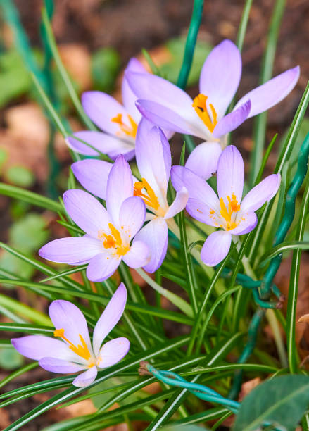istock Beautiful crocus in my garden. Crocus flavus. 1434166095