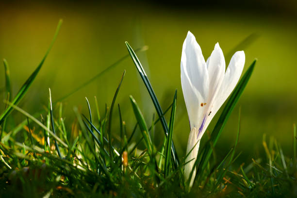 A close-up photo of beautiful crocus. The Crocus flavus, yellow crocus, Dutch yellow crocus or snow crocus is part of the family Iridacea. It naturalizes well in gardens, and has escaped cultivation